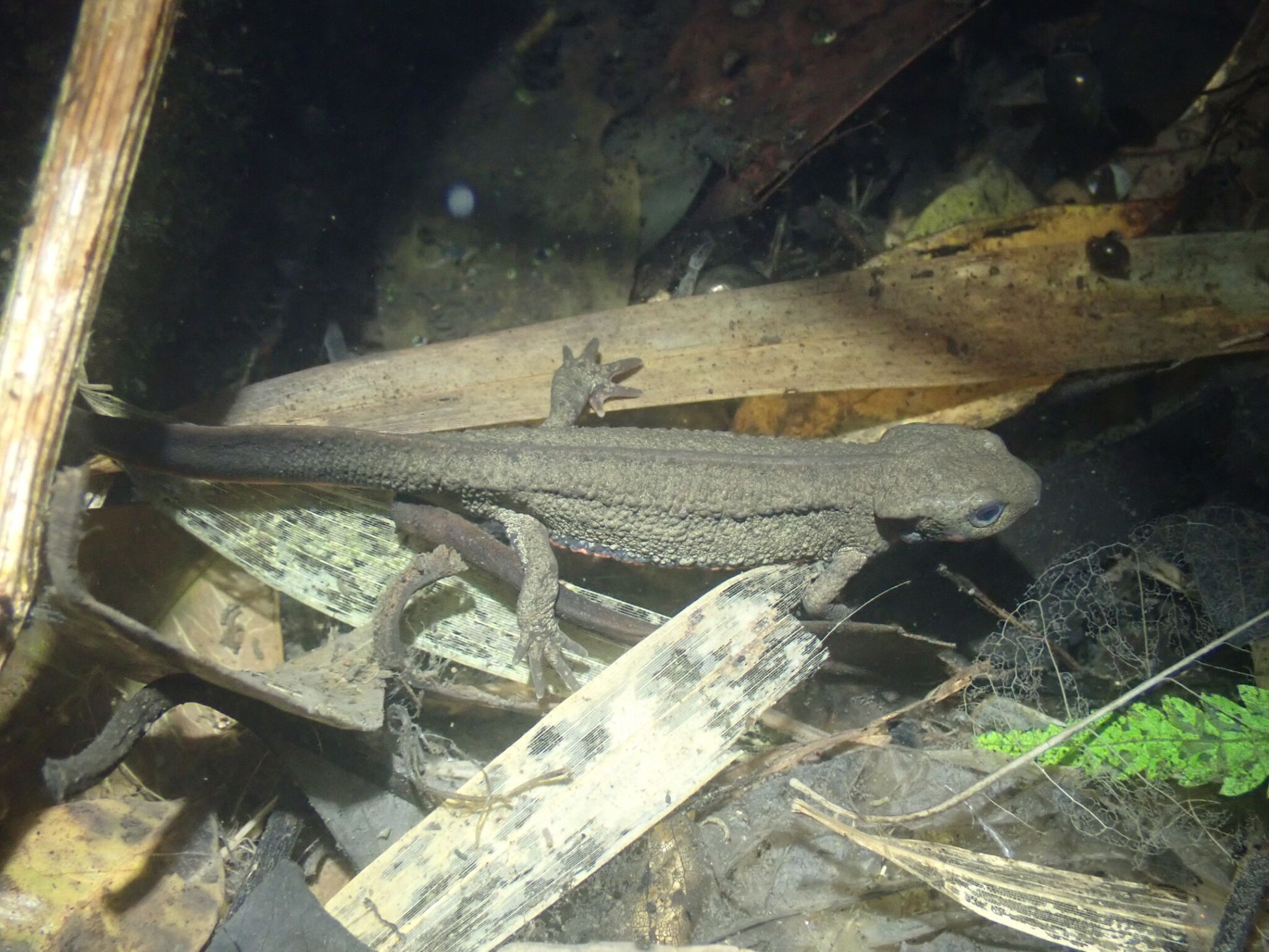 japanese fire-belly newt.jpg